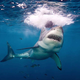 Image for article titled North Carolina Teenagers Seriously Injured in Shark Attacks